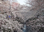 宮山歯科医院近隣、目黒川の桜並木